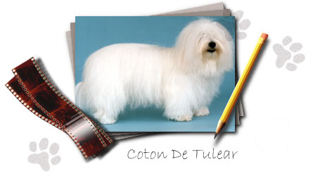 Coton de Tulear Seznam forumov
